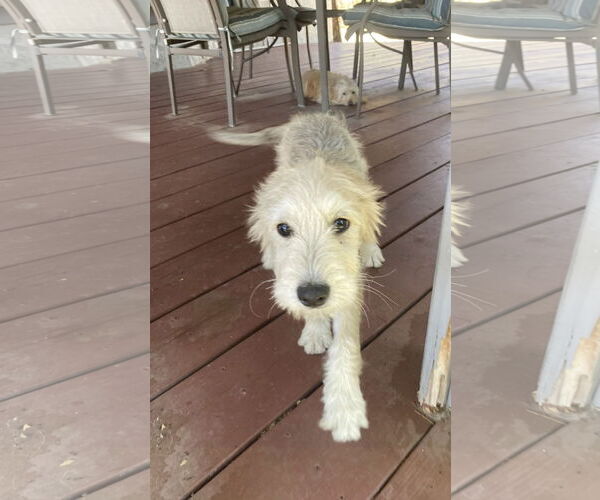 Medium Photo #2 Mutt Puppy For Sale in La Verne, CA, USA