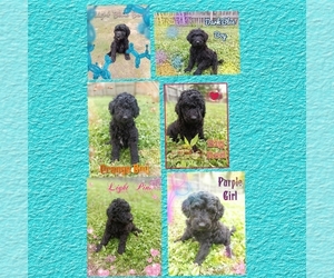 Labradoodle-Poodle (Standard) Mix Puppy for sale in HANOVERTON, OH, USA