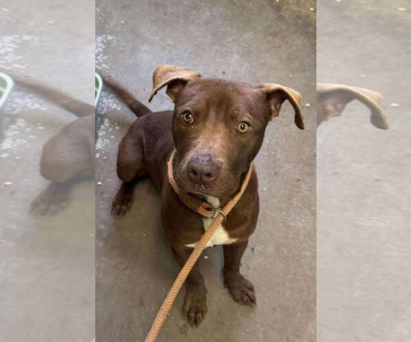 Medium Photo #10 American Pit Bull Terrier-Unknown Mix Puppy For Sale in Oakhurst, NJ, USA