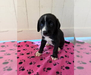 Great Dane Dogs for adoption in Bullard, TX, USA