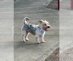 Small #2 Mutt