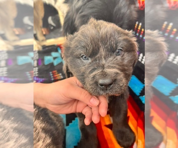 Medium Photo #3 Newfoundland Puppy For Sale in SPRAGUE, WA, USA