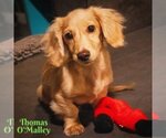 Small Photo #5 Dachshund Puppy For Sale in San Antonio, TX, USA
