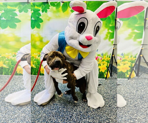 Medium Photo #3 American Pit Bull Terrier-Unknown Mix Puppy For Sale in Jackson , NJ, USA
