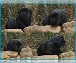 Small #7 Labrador Retriever