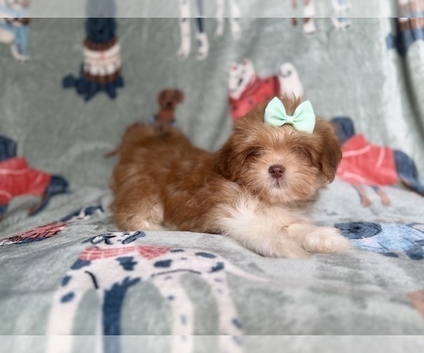 Medium Photo #2 Lhasa Apso Puppy For Sale in LAKELAND, FL, USA