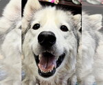 Small Photo #6 Siberian Husky-Unknown Mix Puppy For Sale in Kankakee, IL, USA