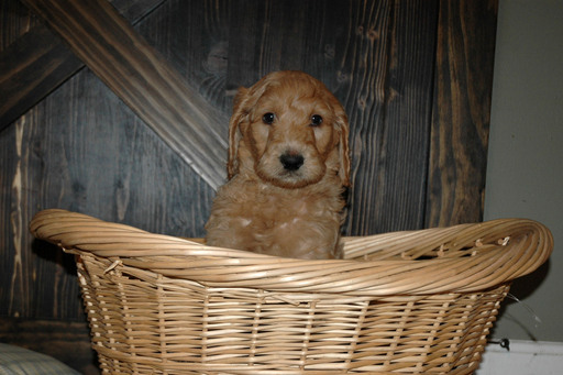 Medium Photo #7 Goldendoodle Puppy For Sale in GEORGETOWN, IN, USA