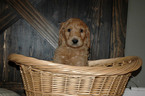 Small Photo #7 Goldendoodle Puppy For Sale in GEORGETOWN, IN, USA