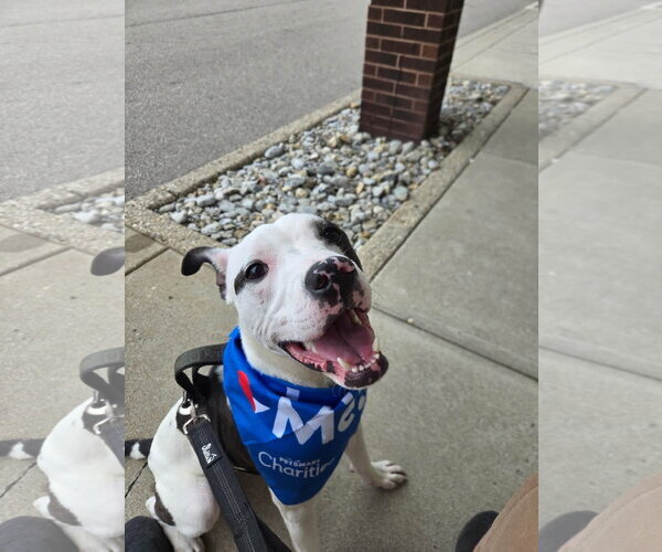 Medium Photo #2 American Pit Bull Terrier-Unknown Mix Puppy For Sale in Germantown, OH, USA