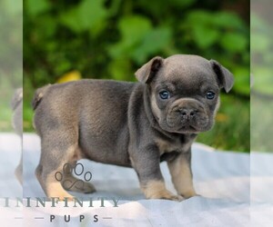 French Bulldog Puppy for sale in EAST EARL, PA, USA