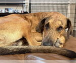 Small #9 Great Dane