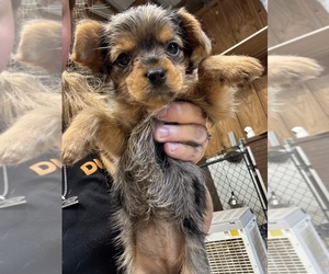 Yorkshire Terrier Puppy for sale in WHITE OAK, GA, USA