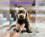 Puppy Miss Purple Labrador Retriever
