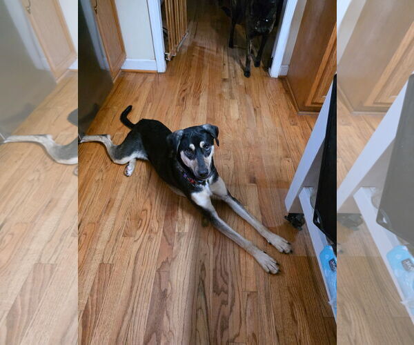 Medium Photo #5 Labrador Retriever-Unknown Mix Puppy For Sale in Thomasville, NC, USA