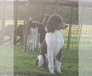 Father of the Aussiedoodle puppies born on 12/27/2020