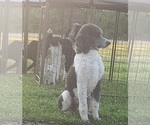 Small Photo #1 Aussiedoodle Puppy For Sale in DERBY, IA, USA