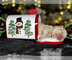 French Bulldog Puppy for sale in SPRINGFIELD, MO, USA