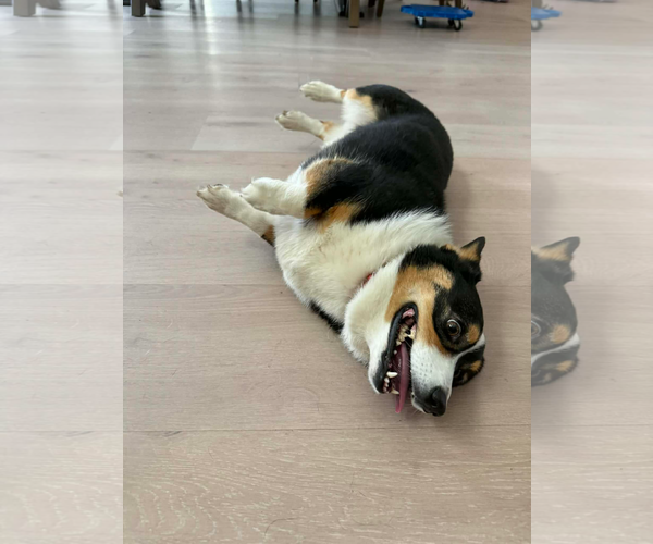 Medium Photo #4 Mutt Puppy For Sale in Valrico, FL, USA