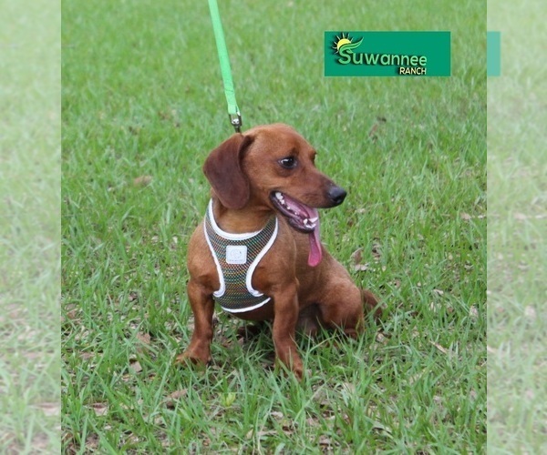 Medium Photo #2 Dachshund Puppy For Sale in LIVE OAK, FL, USA