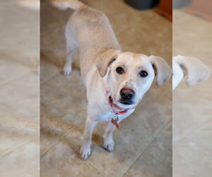 Tinsly - Female Labrador Retriever-Unknown Mix Dog for Adoption - Photo #4