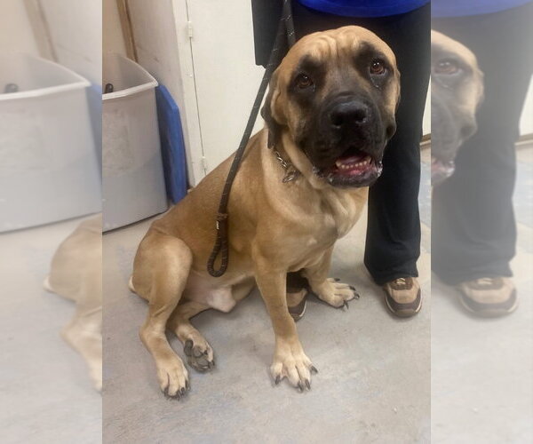 Medium Photo #2 Bullmastiff Puppy For Sale in Bryant, AR, USA