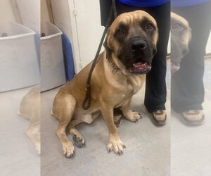 Hercules - Male Bullmastiff Dog for Adoption - Photo #2