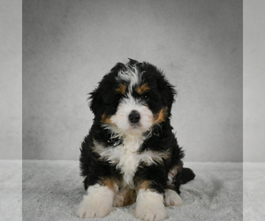 Bernedoodle Puppy for sale in ITASCA, TX, USA