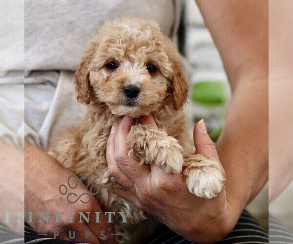 Medium Photo #4 Goldendoodle (Miniature) Puppy For Sale in NARVON, PA, USA