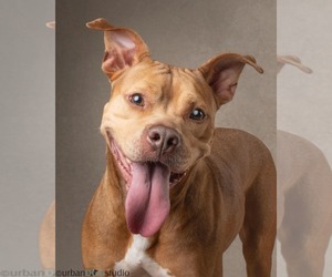 Bullypit Dogs for adoption in Tampa, FL, USA