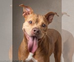 Small Bullypit