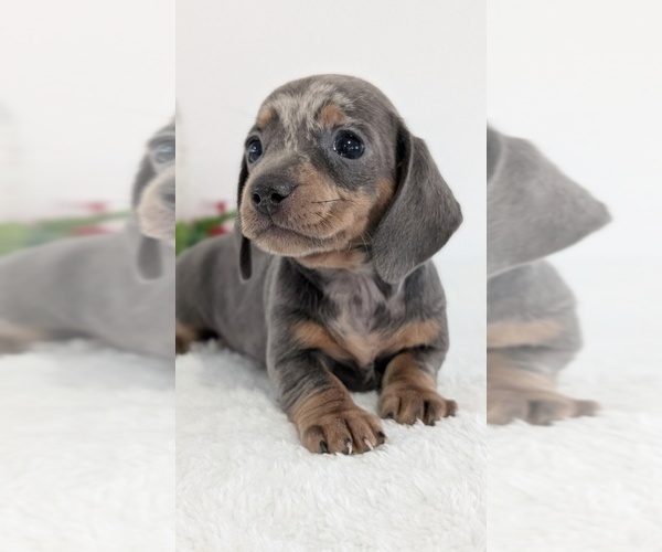 Medium Photo #2 Dachshund Puppy For Sale in GOSHEN, IN, USA