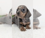 Small #1 Dachshund