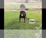 Small Photo #1 Rottweiler Puppy For Sale in BRIGHTON, CO, USA
