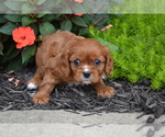 Small #1 Cavalier King Charles Spaniel