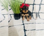 Small #2 Yorkshire Terrier
