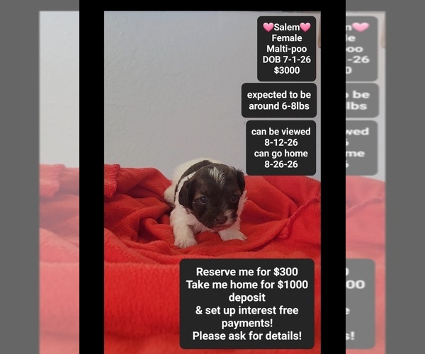 Medium Photo #1 Maltipoo (Toy) Puppy For Sale in TUCSON, AZ, USA