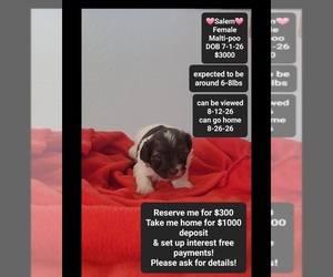 Maltipoo (Toy) Puppy for sale in TUCSON, AZ, USA