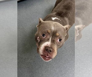 Mutt Dogs for adoption in Glen Allen, VA, USA