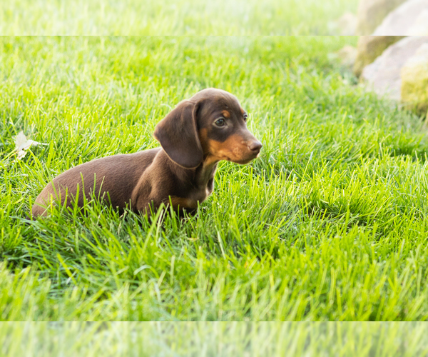 Medium Photo #9 Dachshund Puppy For Sale in MILLERSBURG, IN, USA