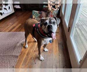 Boxer Dogs for adoption in Holly Springs, NC, USA