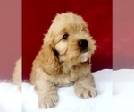 Small Photo #4 Cockapoo Puppy For Sale in MIAMI, FL, USA