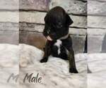 Puppy Sirius Black Boxer