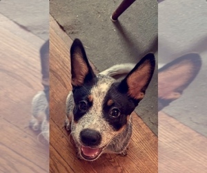 Australian Cattle Dog Puppy for sale in FORT HILL, VA, USA