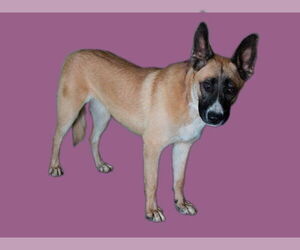 German Shepherd Dog Dogs for adoption in San Andreas, CA, USA