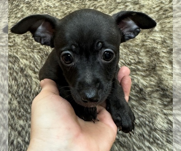 Medium Photo #2 Rat Terrier Puppy For Sale in WHITAKERS, NC, USA
