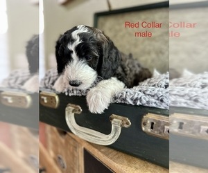 Sheepadoodle Puppy for sale in QUEEN CREEK, AZ, USA