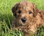 Puppy Wookie Goldendoodle (Miniature)