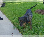 Small Bull Terrier Mix