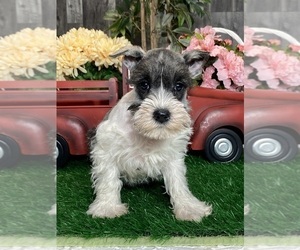 Schnauzer (Miniature) Puppy for sale in CANOGA, NY, USA